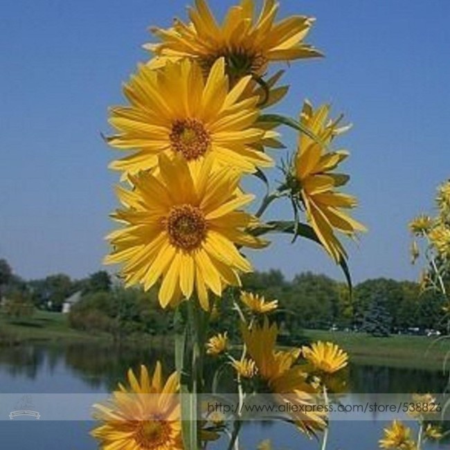 Maximillian Sunflower Seeds Masses of Flowers