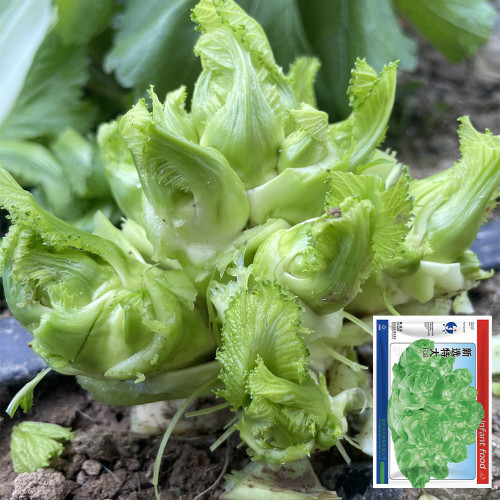 Keguang Baby Mustard Greens Seeds – High Yield, Shortened Stem, oblong-ovate Leaves, Compact Plant