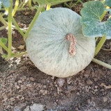Large White Flat-Seeded Pumpkin Seeds - Seed-producing pumpkin variety, high yield, easy management, multi-purpose