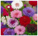 Polka Dot Mix Bachelor Button/Cornflower Seeds Garden Flowers
