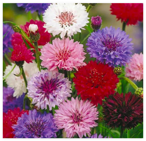 Polka Dot Mix Bachelor Button/Cornflower Seeds Garden Flowers