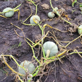 Large White Flat-Seeded Pumpkin Seeds - Seed-producing pumpkin variety, high yield, easy management, multi-purpose