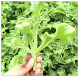 Non-GMO Asian Vegetable Crystalline Iceplant Seeds
