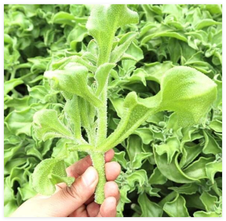 Non-GMO Asian Vegetable Crystalline Iceplant Seeds