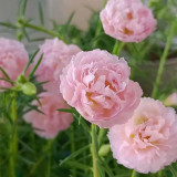Hezhichun Pink Double Moss Rose Seeds – Drought-Tolerant Annual, Easy to Grow, Sunny Gardens