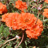 Hezhichun Coral Red Moss-Rose Purslane Seeds – Drought Tolerant, Easy to Grow, Annual for Full Sun