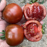 Chocolate Tomato Seeds – Vigorous Growth, Excellent Continuous Fruit-Setting Ability, Unique Color, Nutritious & Delicious