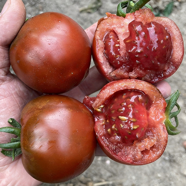 Chocolate Tomato Seeds – Vigorous Growth, Excellent Continuous Fruit-Setting Ability, Unique Color, Nutritious & Delicious