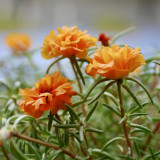 Hezhichun Orange Moss-Rose Purslane Seeds – Portulaca grandiflora, Easy to Grow, Low Maintenance