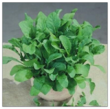 Arugula Astro Seeds Heirloom Garden Zesty Healthy Salad Nutty Flavor