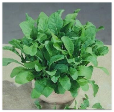Arugula Astro Seeds Heirloom Garden Zesty Healthy Salad Nutty Flavor