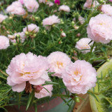 Hezhichun Pink Double Moss Rose Seeds – Drought-Tolerant Annual, Easy to Grow, Sunny Gardens