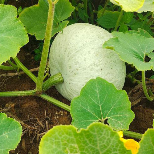 Large White Flat-Seeded Pumpkin Seeds - Seed-producing pumpkin variety, high yield, easy management, multi-purpose