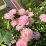 Hezhichun Pink Double Moss Rose Seeds – Drought-Tolerant Annual, Easy to Grow, Sunny Gardens