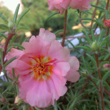 Hezhichun Pink Double Moss Rose Seeds – Drought-Tolerant Annual, Easy to Grow, Sunny Gardens