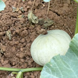Large White Flat-Seeded Pumpkin Seeds - Seed-producing pumpkin variety, high yield, easy management, multi-purpose