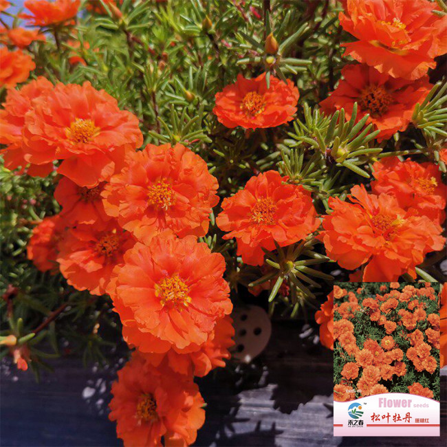 Hezhichun Coral Red Moss-Rose Purslane Seeds – Drought Tolerant, Easy to Grow, Annual for Full Sun