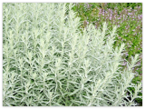 Prairie SAGE Flower Seeds White Sagebrush Perennial Native Wildflower Smudge