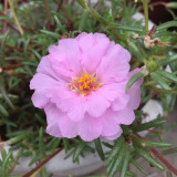 Hezhichun Pink Double Moss Rose Seeds – Drought-Tolerant Annual, Easy to Grow, Sunny Gardens