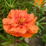 Hezhichun Orange Moss-Rose Purslane Seeds – Portulaca grandiflora, Easy to Grow, Low Maintenance
