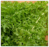 Wasabi Mustard Seeds, Japanese Heirloom Wasabini Heirloom Non-GMO, Seed