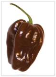Chocolate Habanero Pepper Seeds