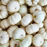 Specialty Mini White Beibei Squash Seeds – Premium Mini Squash Variety, High Yield, Easy to Grow, Suitable for All Growers