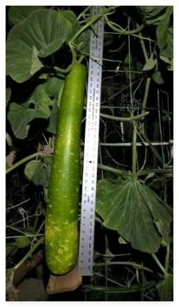 Giant Star Gourd Seeds Short/Fat Gourd Seed