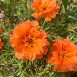 Hezhichun Coral Red Moss-Rose Purslane Seeds – Drought Tolerant, Easy to Grow, Annual for Full Sun