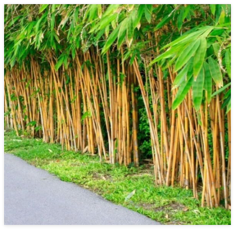 Golden Bamboo Seeds (Phyllostachys Aurea)