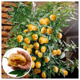 Ginseng Fruit Seed Plant Tree Plant Vegetables Ornamental Funny Seed (Color: 4)