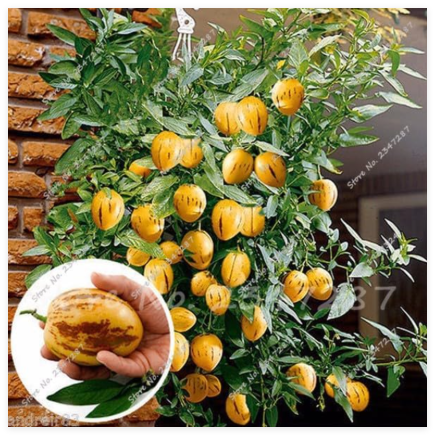 Ginseng Fruit Seed Plant Tree Plant Vegetables Ornamental Funny Seed (Color: 4)