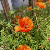 Hezhichun Orange Moss-Rose Purslane Seeds – Portulaca grandiflora, Easy to Grow, Low Maintenance