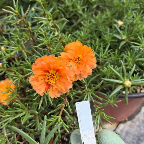 Hezhichun Orange Moss-Rose Purslane Seeds – Portulaca grandiflora, Easy to Grow, Low Maintenance