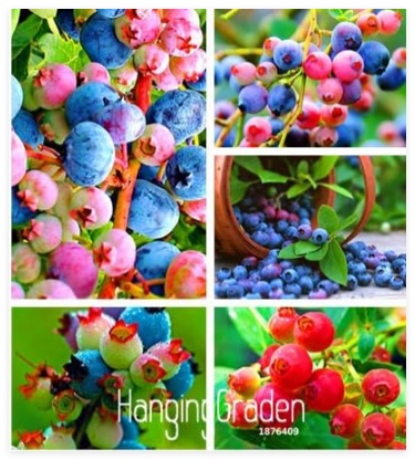 Colorful Pink Blueberry Tree Seeds Fruit Blueberry Flores Potted Seed Tree Garden