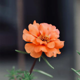 Hezhichun Orange Moss-Rose Purslane Seeds – Portulaca grandiflora, Easy to Grow, Low Maintenance