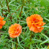 Hezhichun Orange Moss-Rose Purslane Seeds – Portulaca grandiflora, Easy to Grow, Low Maintenance