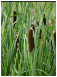 Native Cattail Seeds - Typha latifolia - Water Plant Edible Wildlife
