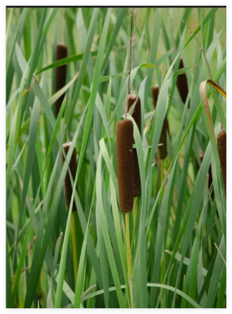 Native Cattail Seeds - Typha latifolia - Water Plant Edible Wildlife