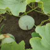 Large White Flat-Seeded Pumpkin Seeds - Seed-producing pumpkin variety, high yield, easy management, multi-purpose