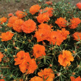 Hezhichun Coral Red Moss-Rose Purslane Seeds – Drought Tolerant, Easy to Grow, Annual for Full Sun