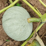 Large White Flat-Seeded Pumpkin Seeds - Seed-producing pumpkin variety, high yield, easy management, multi-purpose