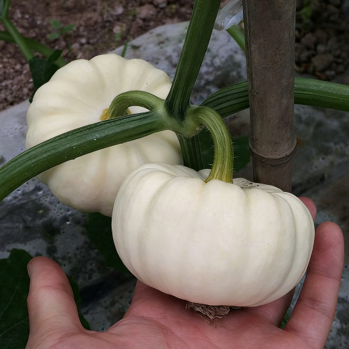 Specialty Mini White Beibei Squash Seeds – Premium Mini Squash Variety, High Yield, Easy to Grow, Suitable for All Growers