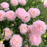 Hezhichun Pink Double Moss Rose Seeds – Drought-Tolerant Annual, Easy to Grow, Sunny Gardens