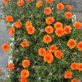 Hezhichun Coral Red Moss-Rose Purslane Seeds – Drought Tolerant, Easy to Grow, Annual for Full Sun
