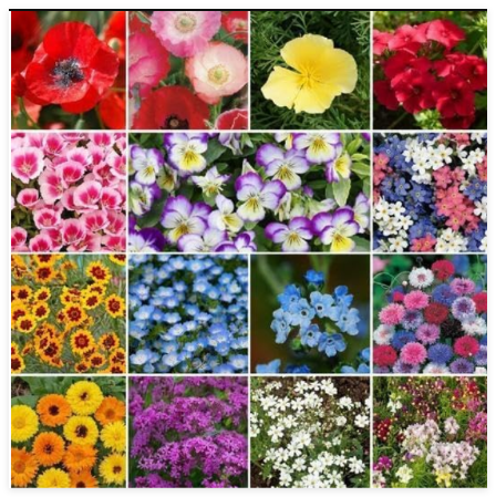Wildflower Mix Shorty Low Grow Short Flowers Heirloom Non-GMO Seeds