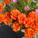 Hezhichun Coral Red Moss-Rose Purslane Seeds – Drought Tolerant, Easy to Grow, Annual for Full Sun