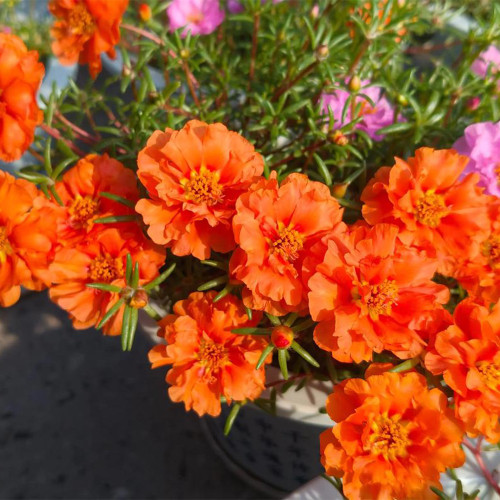 Hezhichun Coral Red Moss-Rose Purslane Seeds – Drought Tolerant, Easy to Grow, Annual for Full Sun