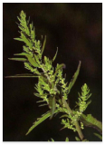 Authentic Epazote Seeds Mastruz Chenopodium Ambrosioides Mexican Herb