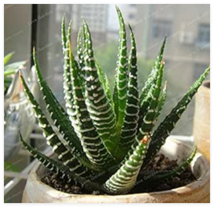 Haworthia Fasciata Seed Aloe Vera Seed Succulent Plant Rare Japanese Mini Milk Flower Seed for Home Garden - (Color: 3)
